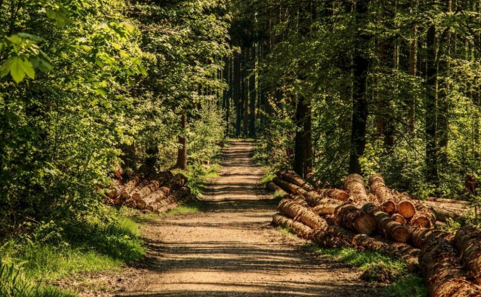 skogstjänst Härjedalen